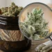 THCA Flower Sativa Options Attracting Consumers Interested In Uplifting Experiences